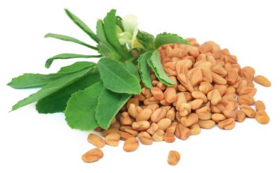 fenugreek seeds and leaves