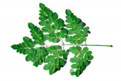 moringa leaves