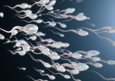 sperm cells