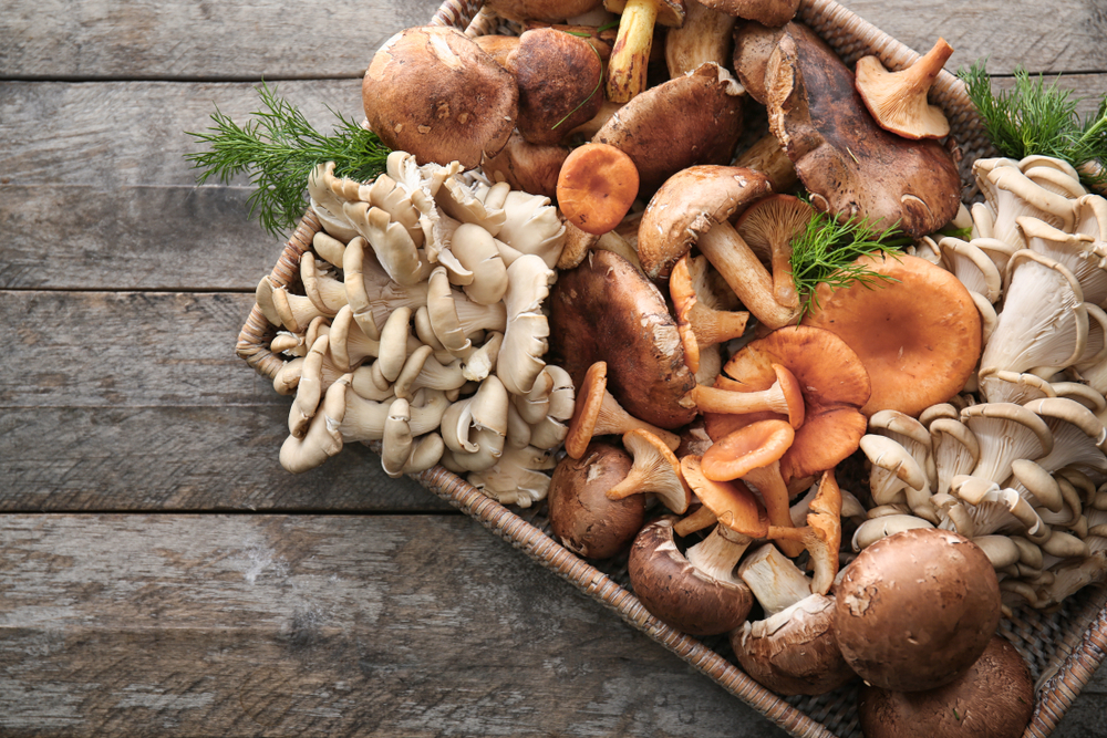 7 Reasons Why Medical Mushrooms are Good for you