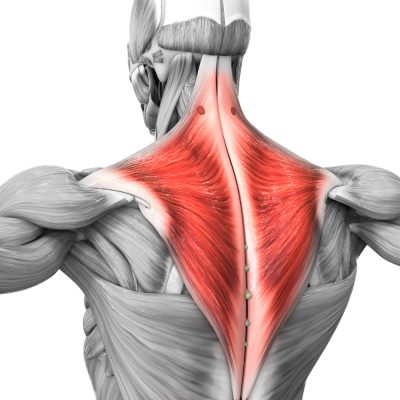 trapezius