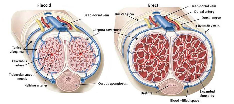 Increased Erection Size Results After Using Male UltraCore