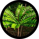 Long Jack, Eurycoma Longifolia: Male UltraCore Ingredient