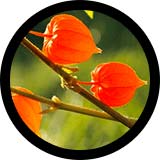 KSM-66, Ashwagandha: Male UltraCore Ingredient